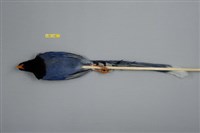 臺灣藍鵲藏品圖，第2張